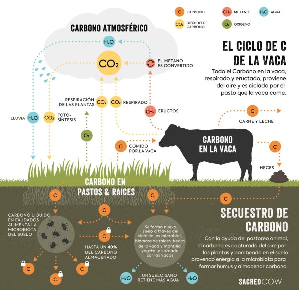 Sacred Cow Infographic L 5.6