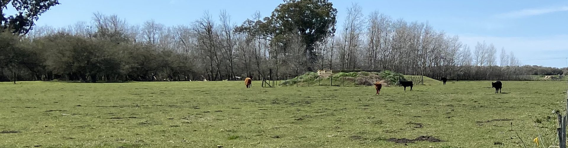 comparacion 1 convencional