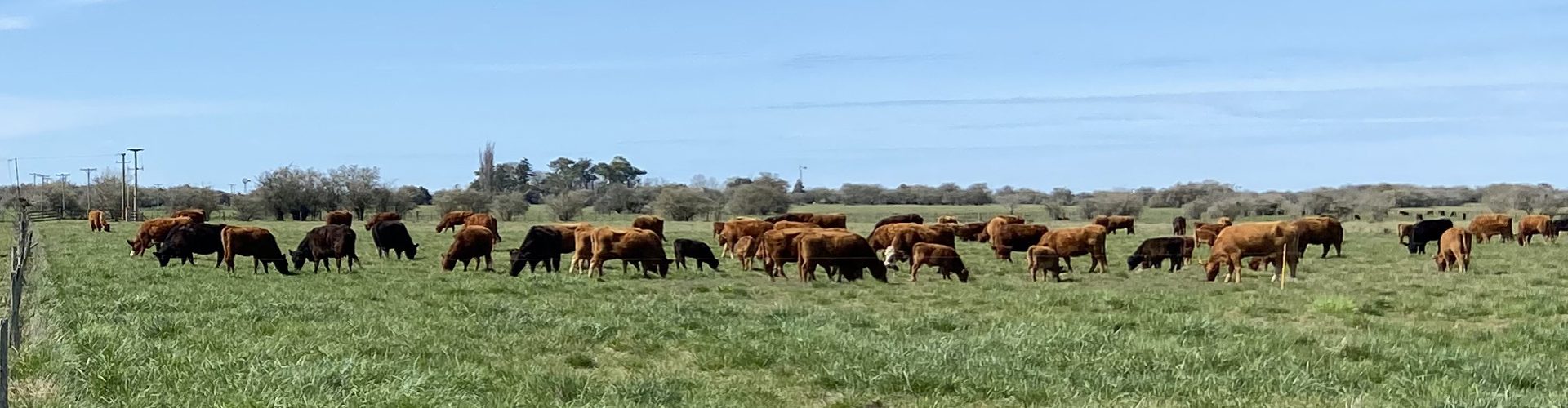 comparacion 1 regenerativa copia