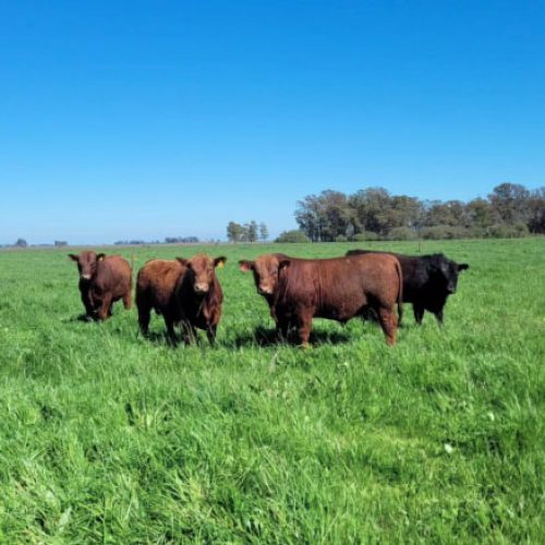 toros gentica rama. preta